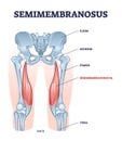 Semimembranosus muscle and leg bone anatomical structure outline diagram