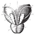 Seminal vesicles, prostate and posterior surface of the bladder