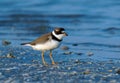 Semipalmated Plover