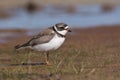 Semipalmated Plover Royalty Free Stock Photo