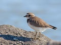 Semipalmated Plover Royalty Free Stock Photo