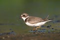 Semipalmated plover Royalty Free Stock Photo