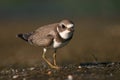 Semipalmated plover