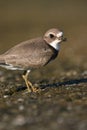 Semipalmated plover Royalty Free Stock Photo