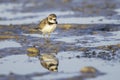Semipalmated Plover at Bunche Beach, Florida, USA Royalty Free Stock Photo