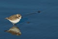 Semipalmated Plover (Charadrius semipalmatus) Royalty Free Stock Photo