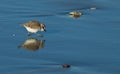 Semipalmated Plover (Charadrius semipalmatus) Royalty Free Stock Photo