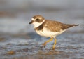 Semipalmated Plover, Charadrius semipalmatus