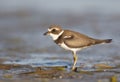 Semipalmated Plover, Charadrius semipalmatus Royalty Free Stock Photo