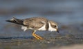 Semipalmated Plover, Charadrius semipalmatus