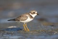 Semipalmated Plover, Charadrius semipalmatus Royalty Free Stock Photo