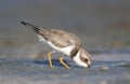 Semipalmated Plover, Charadrius semipalmatus Royalty Free Stock Photo