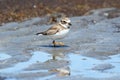 Semipalmated Plover (Charadrius semipalmatus)