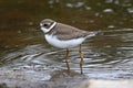 Semipalmated Plover (Charadrius semipalmatus)