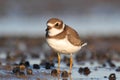 Semipalmated Plover (Charadrius semipalmatus) Royalty Free Stock Photo