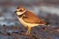 Semipalmated Plover (Charadrius semipalmatus)