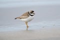 Semipalmated Plover Charadrius semipalmatus foraging along shoreline Royalty Free Stock Photo