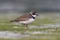 Semipalmated plover, Charadrius semipalmatus,