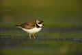 Semipalmated plover, Charadrius semipalmatus,