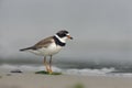 Semipalmated plover, Charadrius semipalmatus,