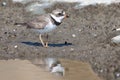 Semipalmated plover Royalty Free Stock Photo