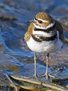 Semipalmated Plover Royalty Free Stock Photo