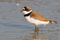 Semipalmated Plover in marsh Royalty Free Stock Photo