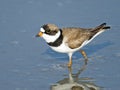 Semipalmated Plover in marsh Royalty Free Stock Photo