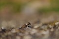 Semipalmated Plover resting at seaside beach Royalty Free Stock Photo