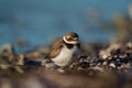 Semipalmated Plover resting at seaside beach Royalty Free Stock Photo