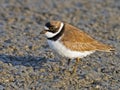 Semipalmated Plover Royalty Free Stock Photo