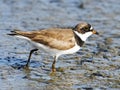 Semipalmated Plover Royalty Free Stock Photo