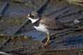 Semipalmated Plover Royalty Free Stock Photo