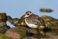 Semipalmated Plover walks along the waters edge Royalty Free Stock Photo