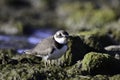 Semipalmated Plover walks along the waters edge Royalty Free Stock Photo