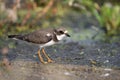 Semipalmated Plover walks along the waters edge Royalty Free Stock Photo