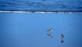 Semipalmated plovers on the beach Royalty Free Stock Photo