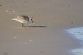 A semipalmated sand piper eating sand crab on the shore