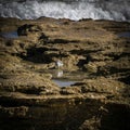 Isolated Sandpiper Reflecting in a Coquina Tidal Pool Royalty Free Stock Photo