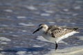 A semipalmated sand piper on the shore Royalty Free Stock Photo