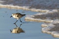 A semipalmated sand piper on the shore Royalty Free Stock Photo