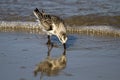 A semipalmated sand piper on the shore