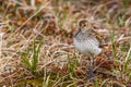 Semipalmated Sandpiper Royalty Free Stock Photo