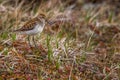 Semipalmated Sandpiper