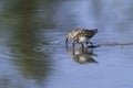 A Semipalmated Sandpiper in Alaska Royalty Free Stock Photo