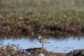 Semipalmated Sandpiper along shoreline Royalty Free Stock Photo