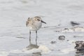 Semipalmated Sandpiper bird Royalty Free Stock Photo