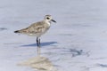 Semipalmated sandpiper,calidris pusilla Royalty Free Stock Photo