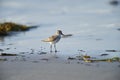 Semipalmated Sandpiper Calidris pusilla, on be beach Royalty Free Stock Photo