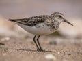 Semipalmated Sandpiper Calidris pusilla On A Beach In Canada Royalty Free Stock Photo